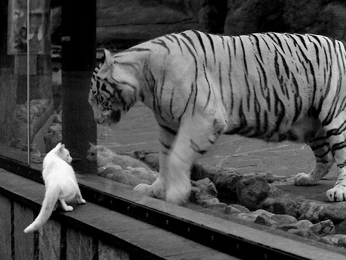 守望先锋 俱乐部扩军助力战队扩张，守望先锋战队队员