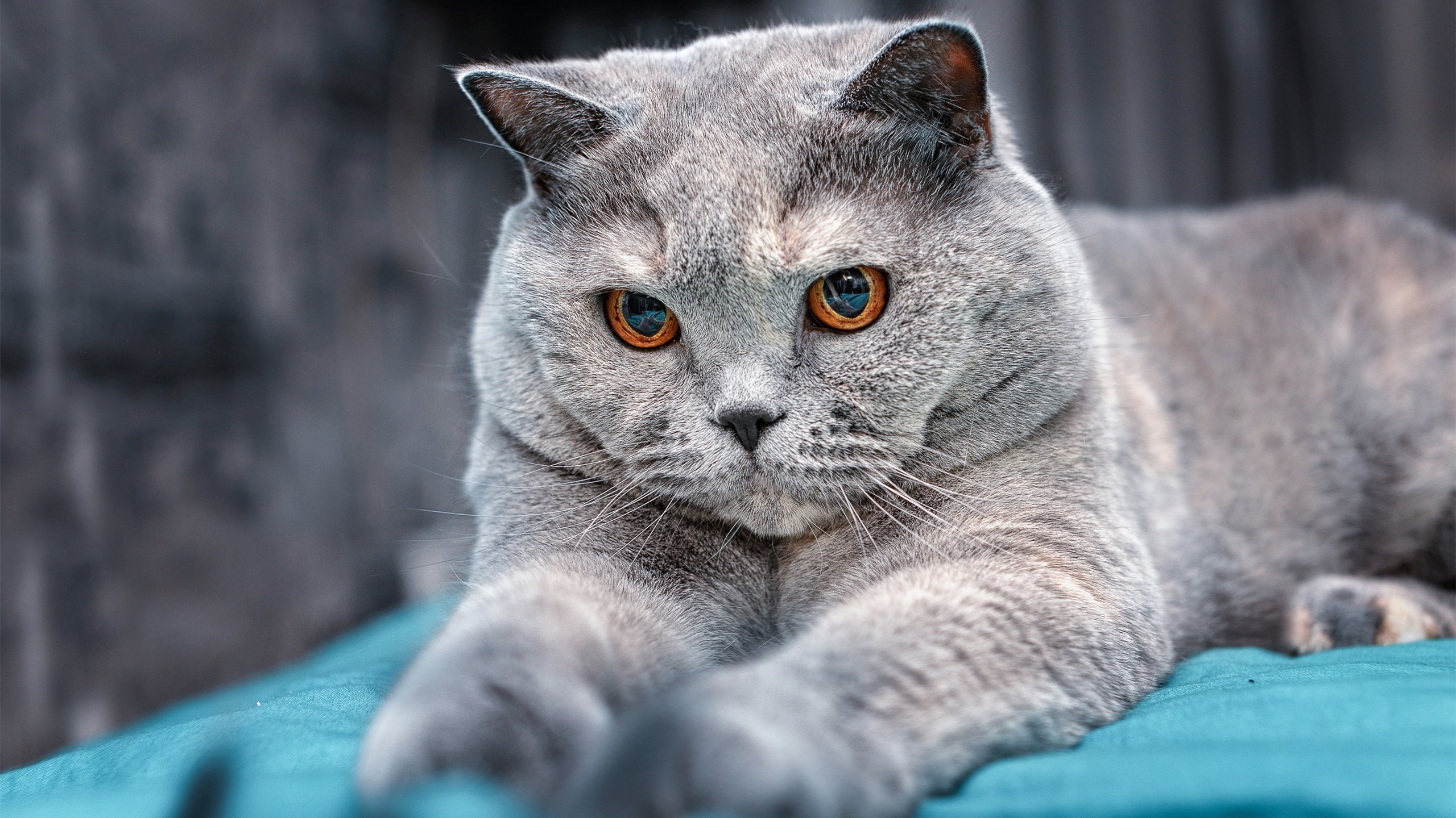 九游9游-WRC赛前热身：车手们的赛前准备工作，赛车手比赛前应该做什么