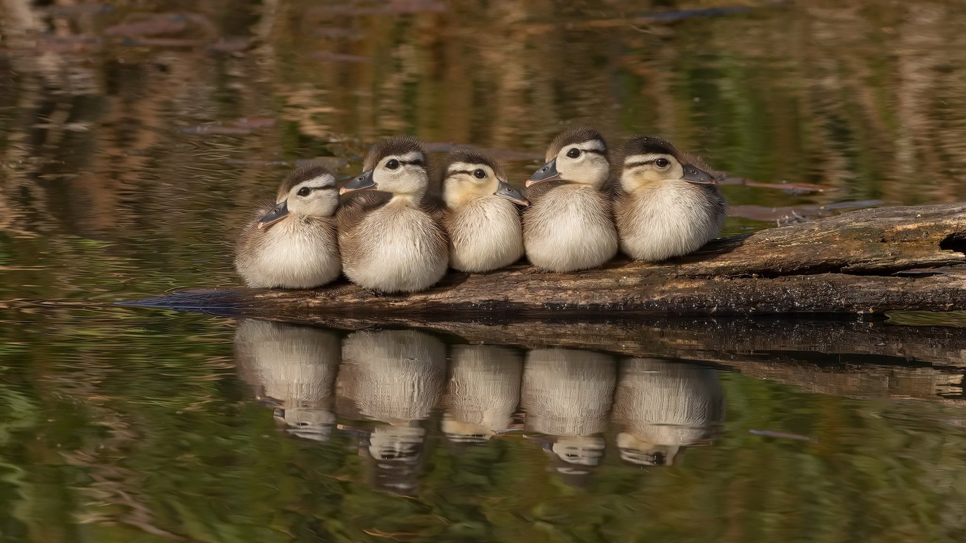 塞内加尔马术协会与国际组织合作，推广“Lamb”至全球。，塞内加尔体育馆
